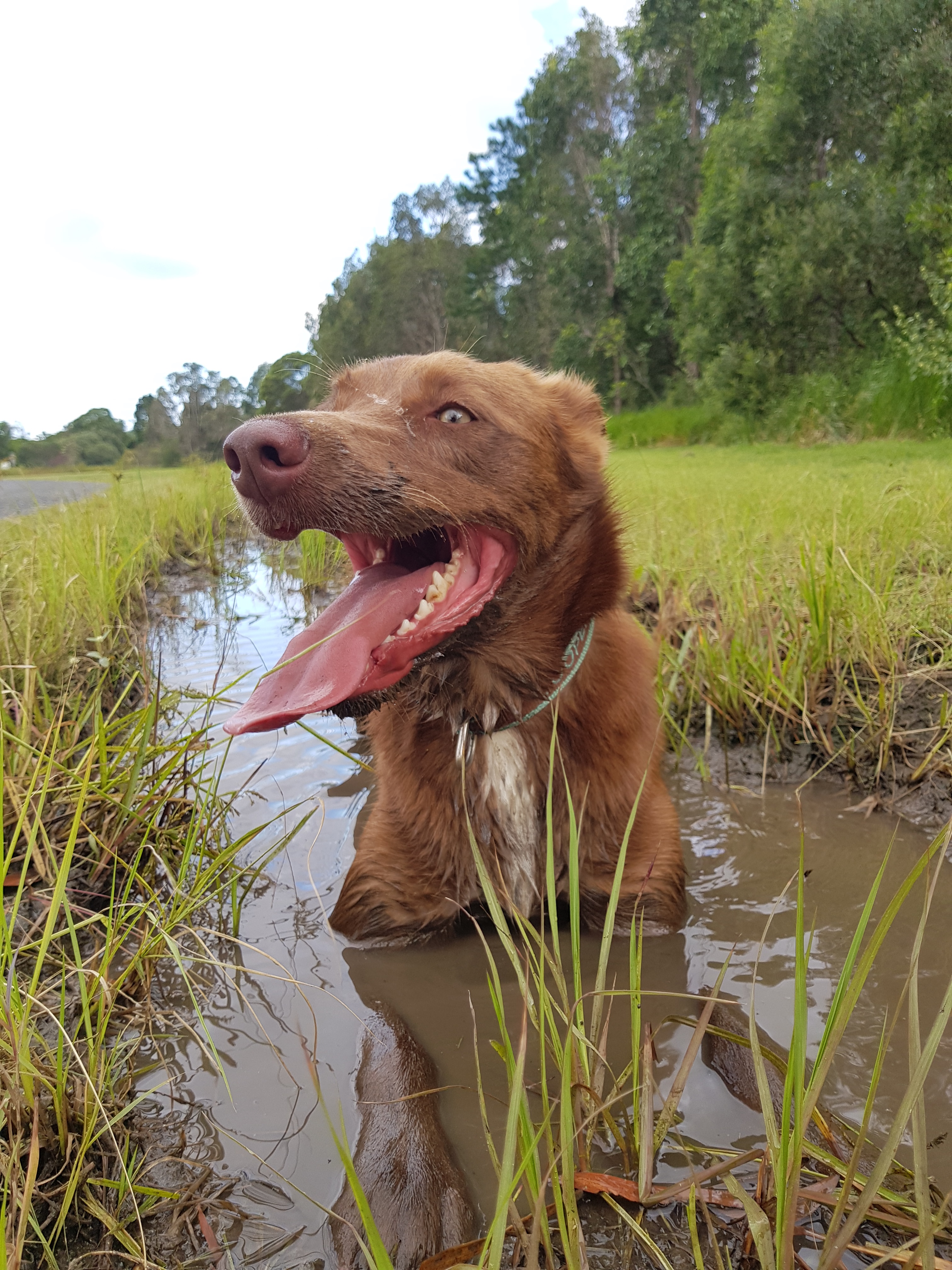 Dog in mud