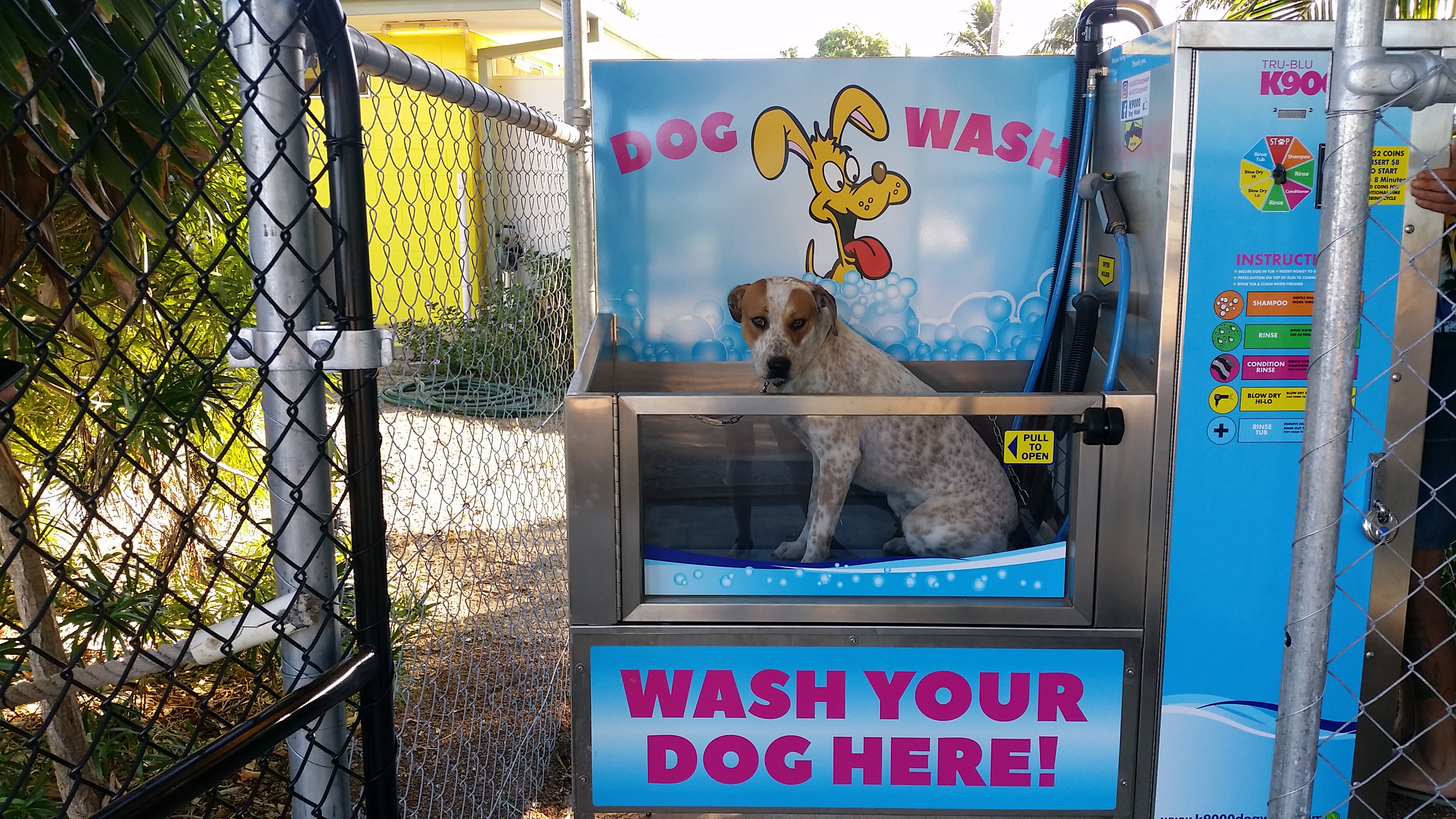 Dog in K9000 dog wash