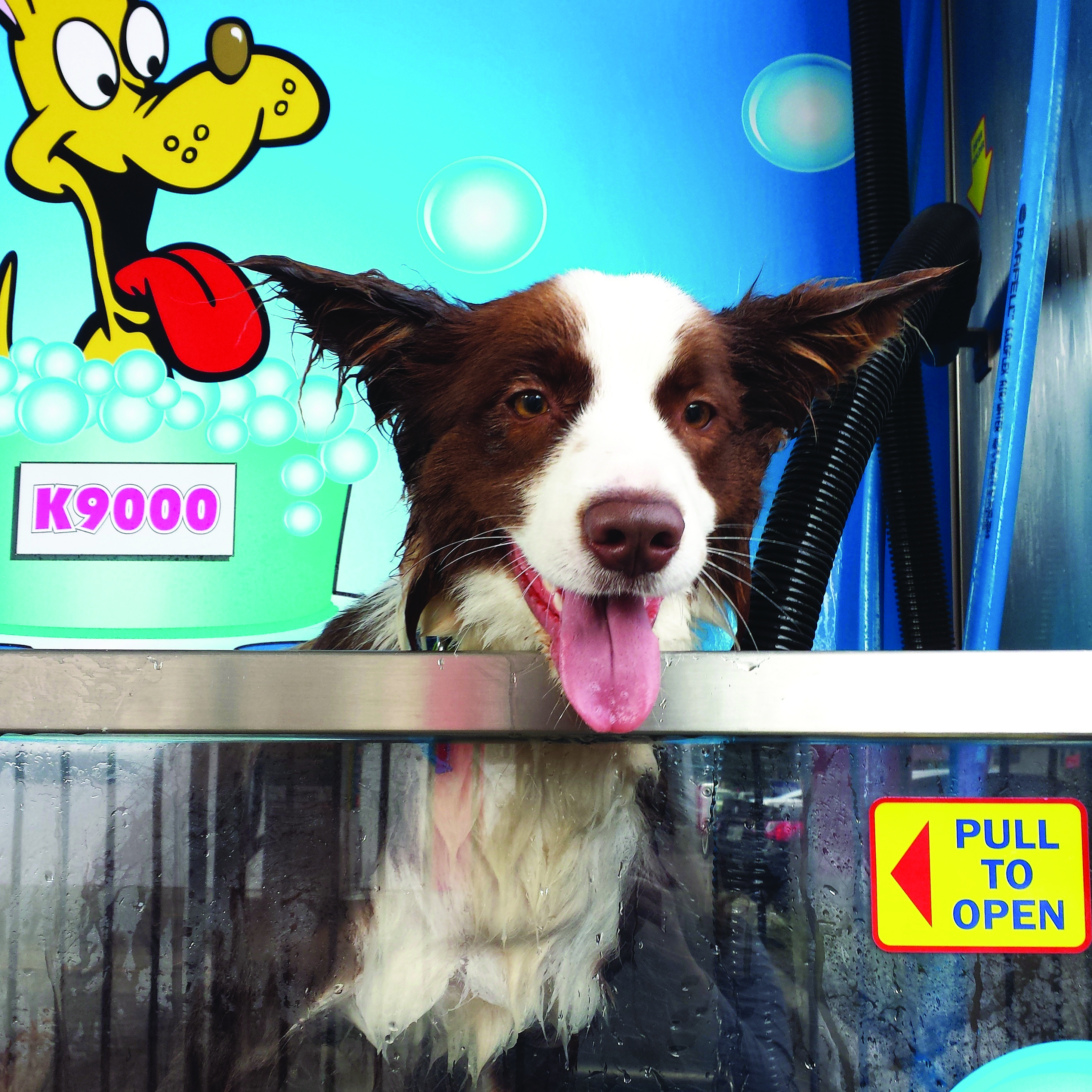 FrontCover_Flashdog_wash_2