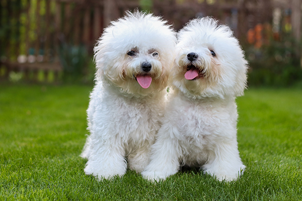 bichon frise furry friends