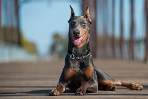 doberman