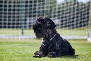 portrait of giant schnauzer