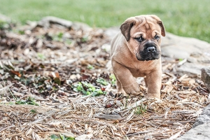 puppy getting into trouble in the garden