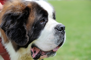 st bernard dog portrait