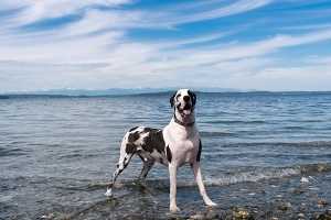 very handsome great dane on beach